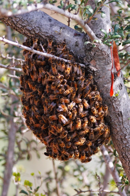 Bee_swarm_feb08