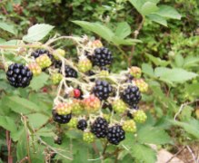 Blackberry_fruits10