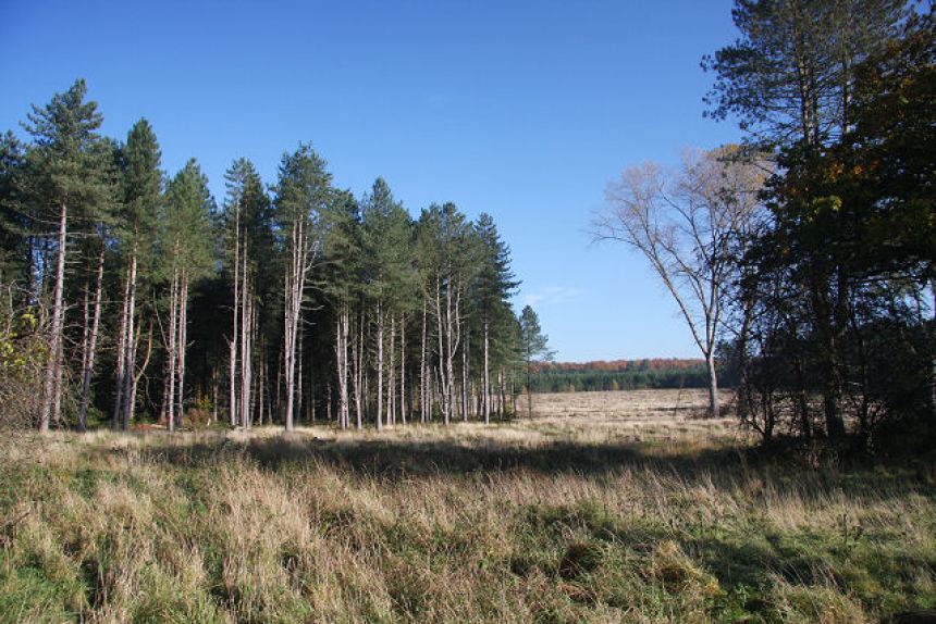 Edge_of_Thetford_Forest_-_geograph.org.uk_-_1025834