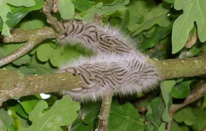 oak-moth-caterpillar