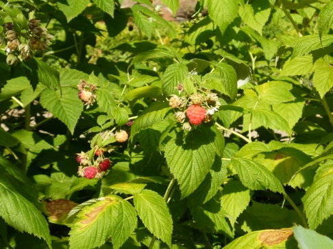 Rubus_idaeus