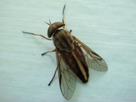 Striped_horse_fly
